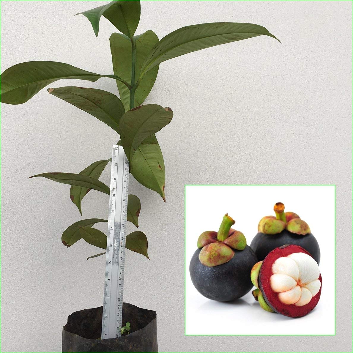 Mangosteen Plants